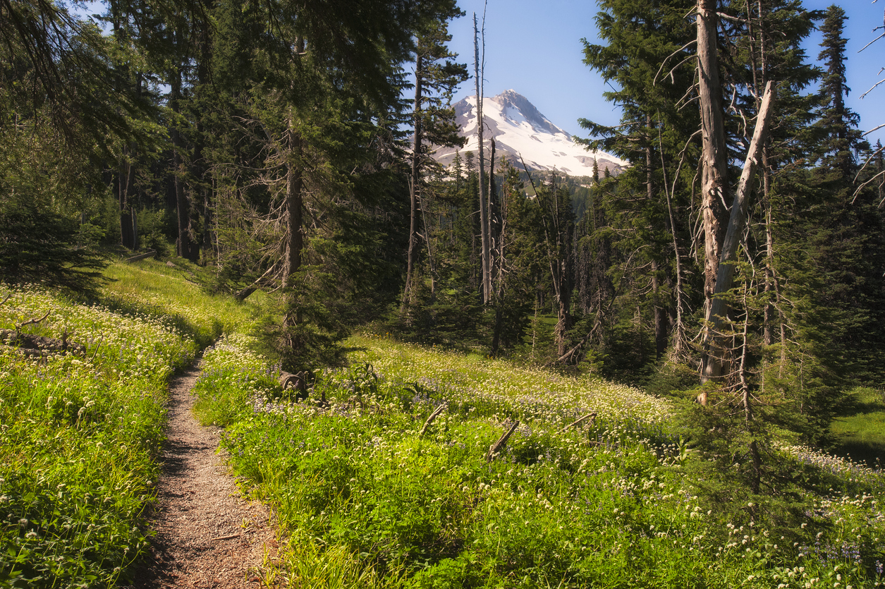 Mount Hood Timberline Trail