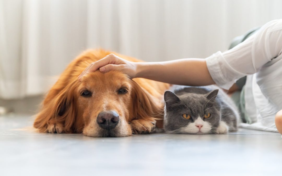 How to Keep Your Pet Healthy in Oregon: A Complete Wellness Guide